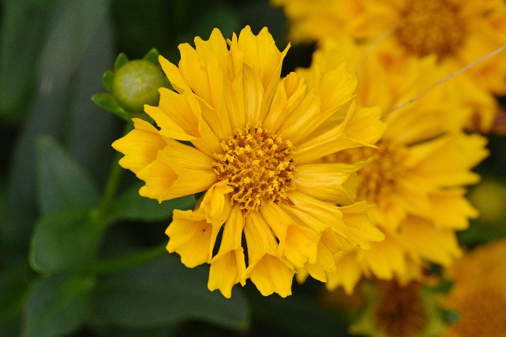 2025-07119496 Tower Hill Botanic Garden, MA.JPG - Coreopsis (Coreopsis grandiflora). New England Botanic Garden at Tower Hill, MA, 7-11-2025